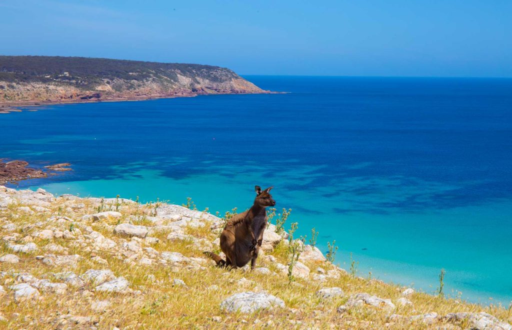 Hôtel de luxe Australie du Sud - Kangourou