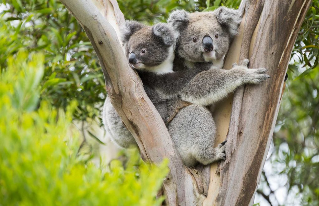 Hôtel de luxe à Adélaïde - Koala