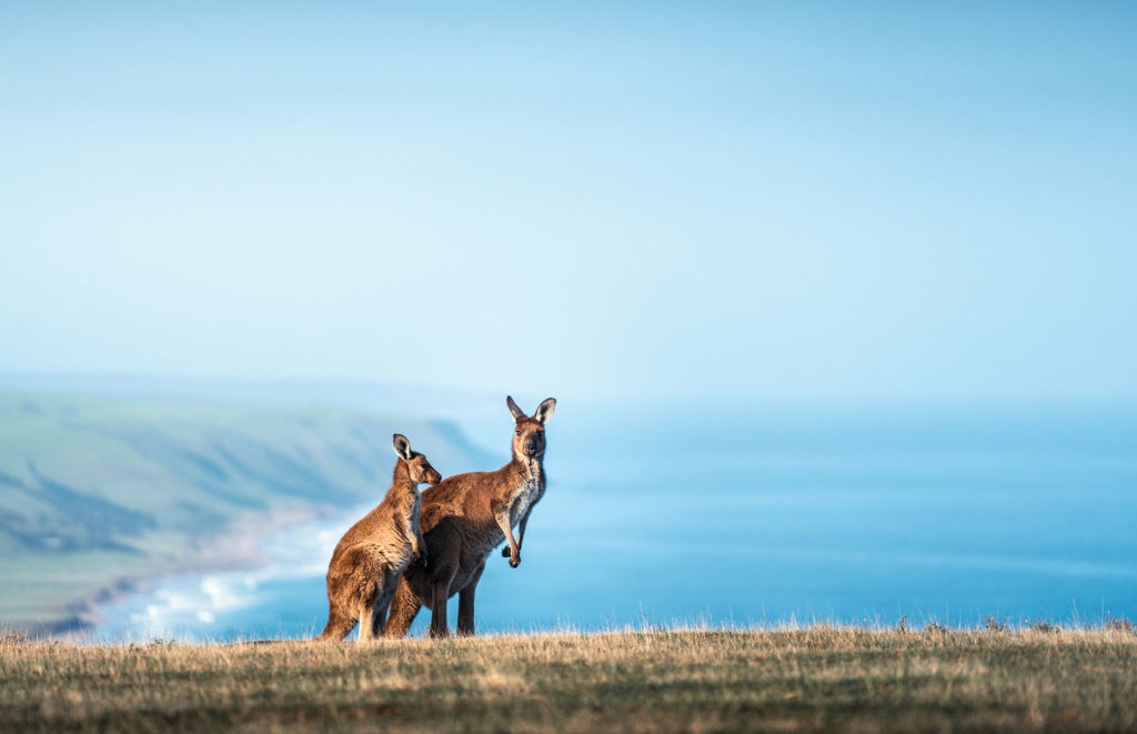 Voyage authentique en Australie - Deep Creek Conservation Park